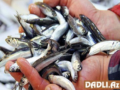 Hamsi balığı necə təmizlənir? - Video